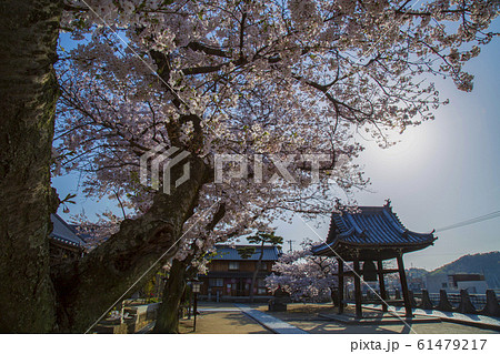 桜　尾道の桜　宝土寺 61479217