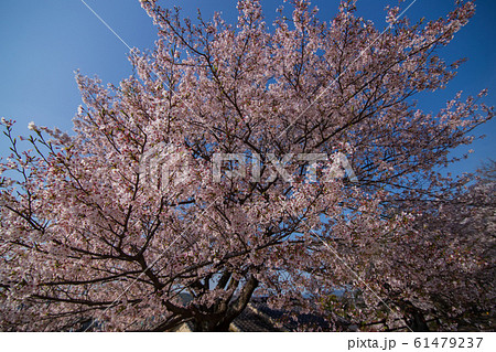 桜 尾道の桜 尾道共楽園 ねこ公園 桜 尾道の桜 尾道共楽園 ねこ公園 61479237