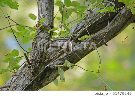 ミツバアケビ 61479249