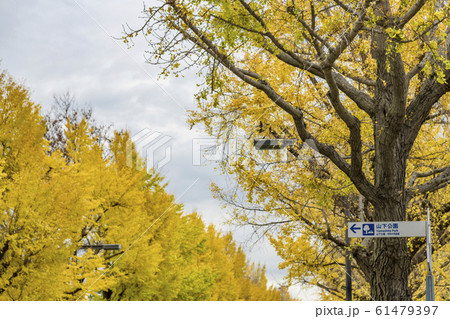 【紅葉　いちょう  横浜】 61479397