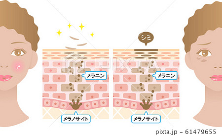 ターンオーバー 肌の断面図と女性 ターンオーバー 肌の断面図と女性 61479655
