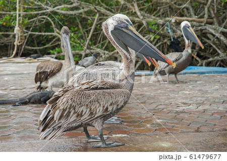 ガラパゴスカッショクペリカン 61479677