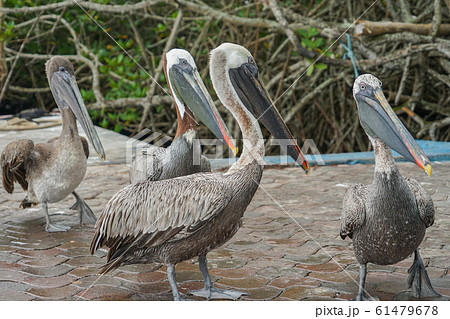 ガラパゴスカッショクペリカン 61479678