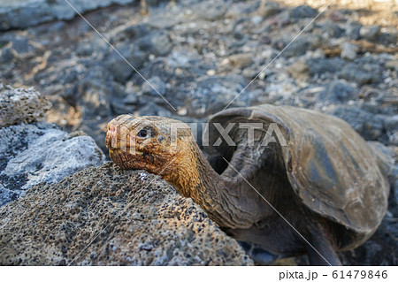 ガラパゴスゾウガメ 61479846