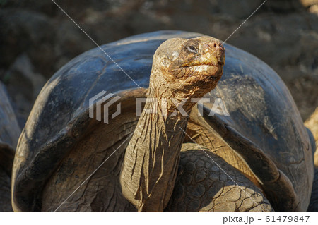 ガラパゴスゾウガメ ガラパゴスゾウガメ 61479847