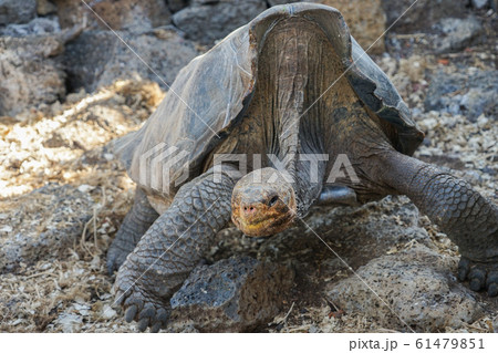 ガラパゴスゾウガメ 61479851