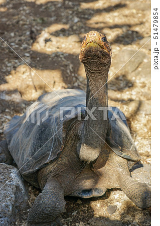 ガラパゴスゾウガメ 61479854
