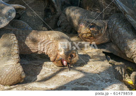 ガラパゴスゾウガメ 61479859