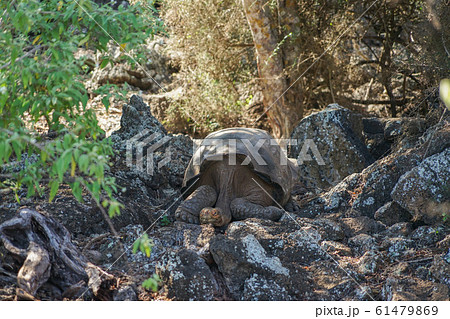 ガラパゴスゾウガメ 61479869