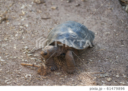 ガラパゴスゾウガメの子供 61479896