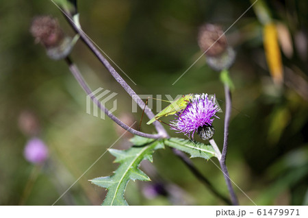 アシグロツユムシ アシグロツユムシ 61479971