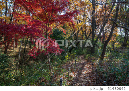 菅谷館跡　晩秋の紅葉　 61480042