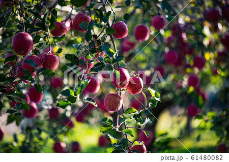 Ripe apples in orchard Ripe apples in orchard 61480082