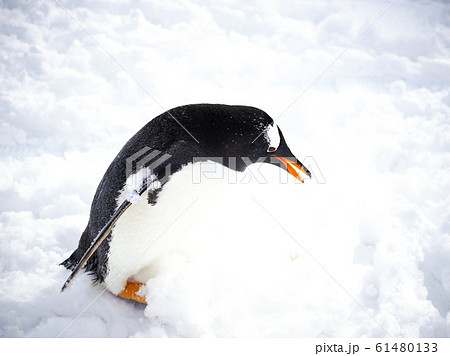 ペンギンの雪中散歩 61480133