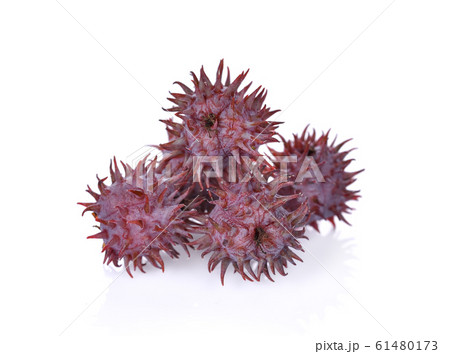 Castor oil plant on white background Castor oil plant on white background 61480173
