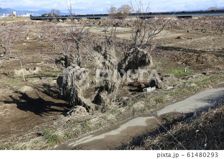 氾濫後の千曲川河川敷 61480293