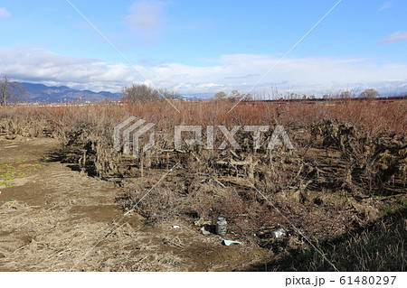 氾濫後の千曲川河川敷 61480297