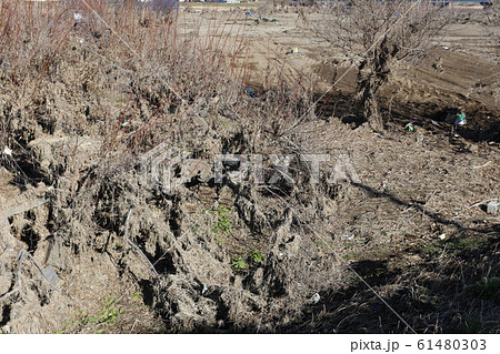 氾濫後の千曲川河川敷 61480303