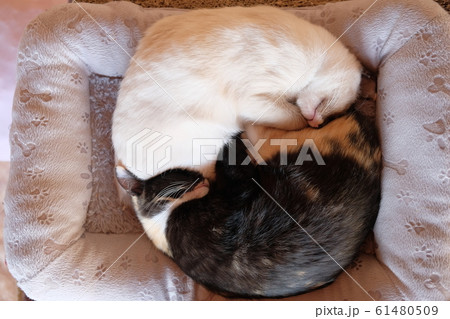 猫座布団 猫座布団 61480509