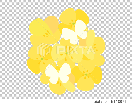 Rape blossoms 30 Rape blossoms 30 61480711