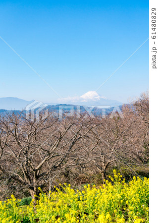 【神奈川県】富士山と菜の花 【神奈川県】富士山と菜の花 61480829