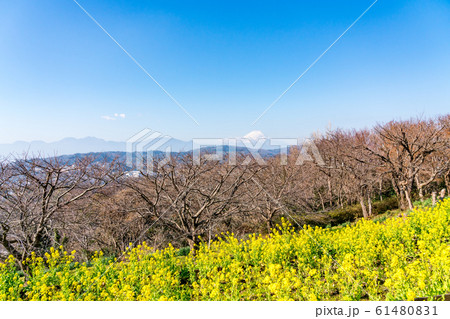 【神奈川県】富士山と菜の花 【神奈川県】富士山と菜の花 61480831