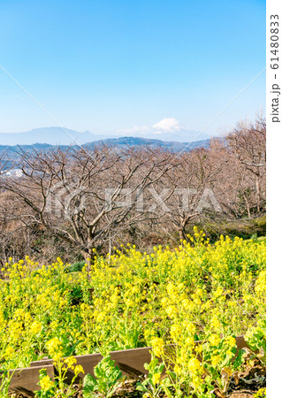 神奈川県 富士山と菜の花の写真素材