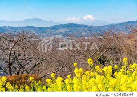 神奈川県 富士山と菜の花の写真素材