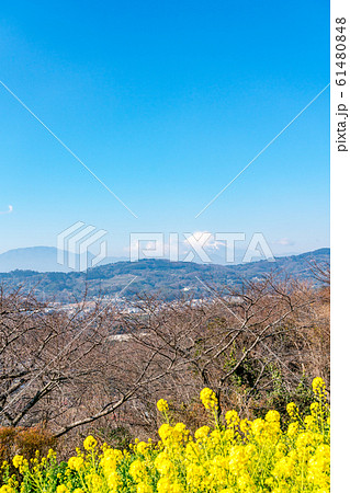 神奈川県 富士山と菜の花の写真素材