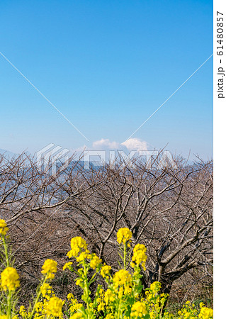 神奈川県 富士山と菜の花の写真素材