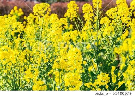 菜の花畑 61480973