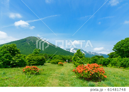 【青森県八甲田山】ヤマツツジ満開のグダリ沼付近から八甲田山を望む 【青森県八甲田山】ヤマツツジ満開のグダリ沼付近から八甲田山を望む 61481748