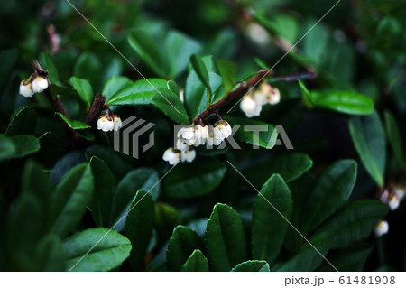ハマヒサカキの白い小花 61481908
