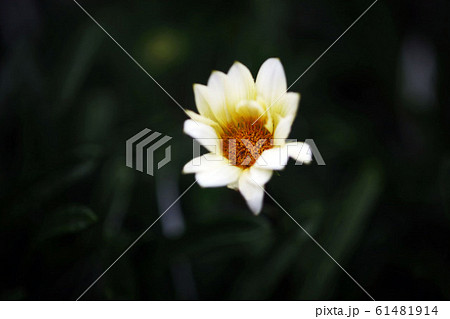 白いガザニアの花 61481914