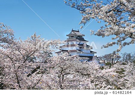 福島県/ 桜満開の鶴ヶ城（会津若松城） 61482164