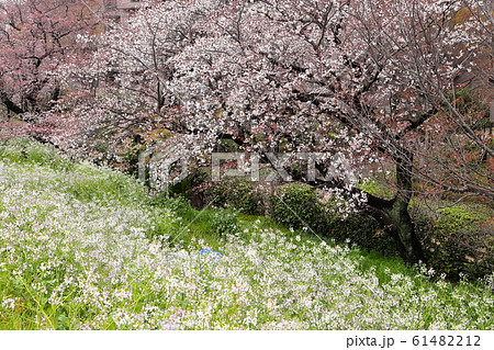 多摩川 春 桜と草花 多摩川 春 桜と草花 61482212