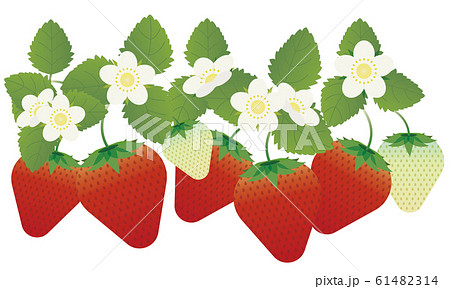 イチゴ狩り 苺 イラストのイラスト素材
