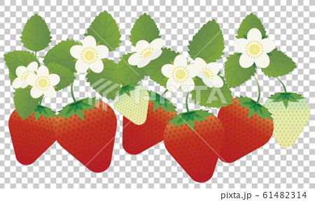 イチゴ狩り 苺 イラストのイラスト素材