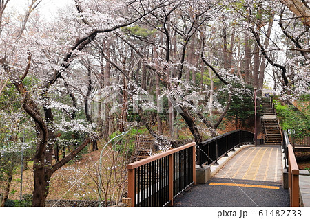 多摩川台公園 春 桜 多摩川台公園 春 桜 61482733