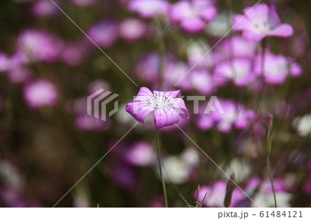 アグロステンマ株 61484121