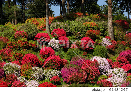 塩船観音寺のつつじ 61484247