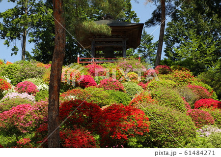 塩船観音寺のつつじ 61484271