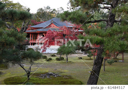 大覚寺境内のモミジ 61484517