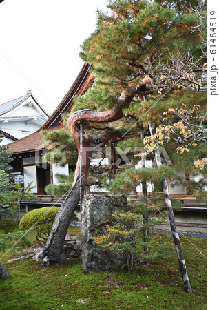大覚寺境内の老松 大覚寺境内の老松 61484519