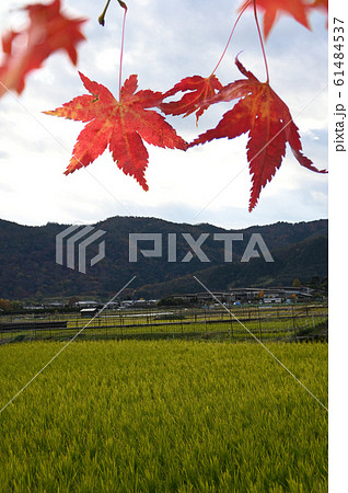 紅葉と嵯峨野の田園風景 61484537