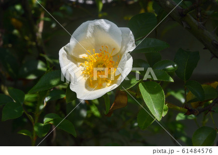 ドッグローズ ドッグローズ 61484576