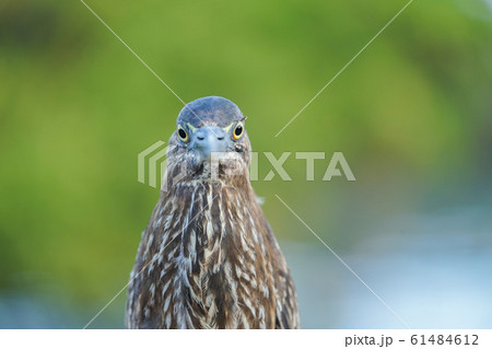 ガラパゴスササゴイ ガラパゴスササゴイ 61484612