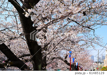 Sumiyoshi Sakura (Kawasaki City, Kanagawa - Stock Photo Sumiyoshi Sakura (Kawasaki City, Kanagawa - Stock Photo