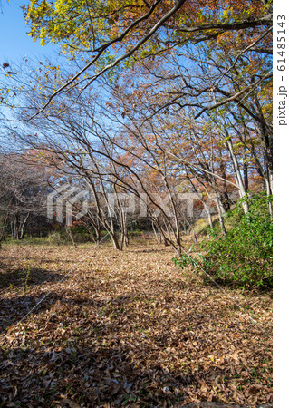 埼玉県立嵐山史跡の博物館　　菅谷館跡　 61485143