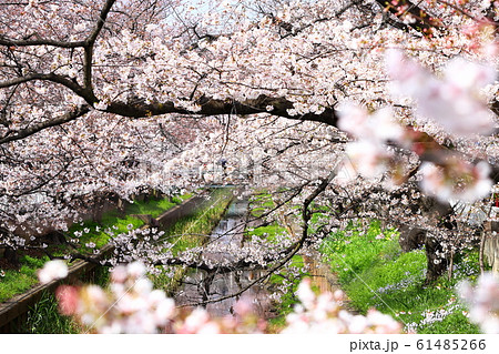Sumiyoshi Sakura (Kawasaki City, Kanagawa - Stock Photo Sumiyoshi Sakura (Kawasaki City, Kanagawa - Stock Photo